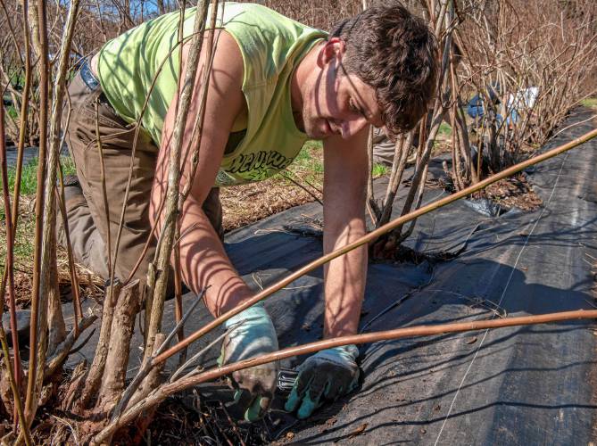 Ryan Dinger, an apprentice at Brookfield Farm in Amherst, works with others to weed and cover the blueberry bushes.