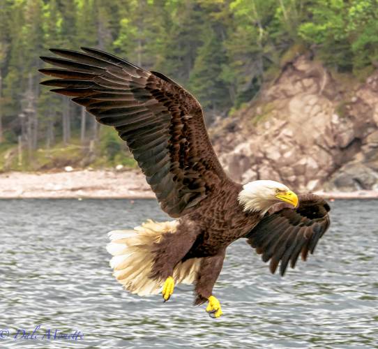Join the Winchendon Library on April 16 for a presentation on bald eagles in the Quabbin Reservoir.