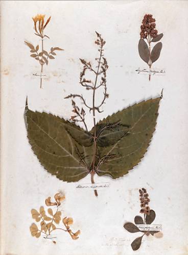 A page from Emily Dickinson’s herbarium. She collected and pressed samples of 424 local plants.