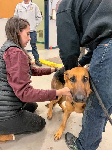 Dr. Kaitlyn Boucher examines a dog as part of a training exercise at the Orange Fire Department on Jan. 26.