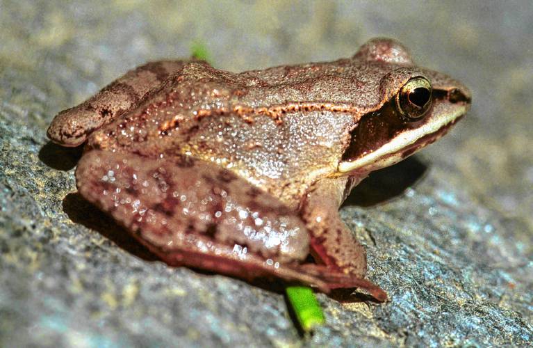 With a body the color of dead leaves and a black “mask” extending behind the eyes, the wood frog is unmistakable if you can actually find one.