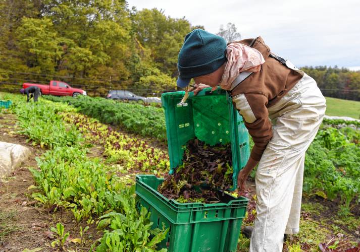 Rachel Foley, an apprentice at Natural Roots Farm in Conway, harvests lettuce at Hart Farm. Hart Farm donates food to Natural Roots and this is distributed it to CSA customers after the flood ruined Natural Roots’ crops.