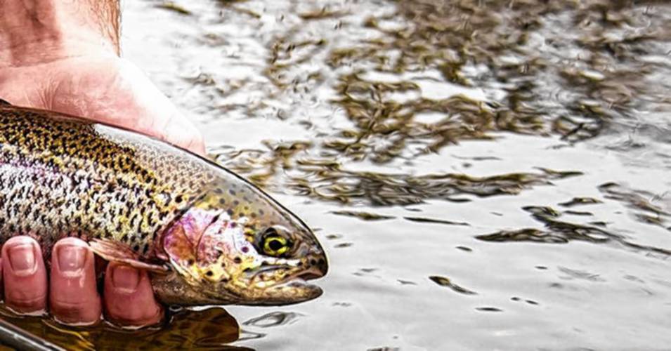 Athol Daily News - Sportsman's Corner: The trout are out