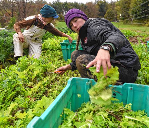 Rachel Foley and Isadora Harper, apprentices at Natural Roots Farm in Conway, harvest lettuce, arugula and spicy mix at Hart Farm. Hart Farm donates food to Natural Roots, and this is distributed to their CSA customers after the flood ruined Natural Roots’ crops.
