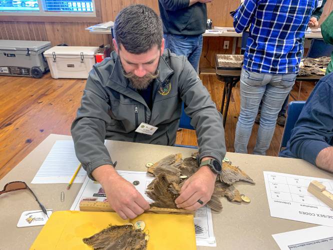 Seth Maddox, assistant director of the Alabama Department of Wildlife and Fisheries, measures  a woodcock wing to determine the gender.