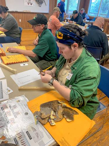 Becky Cusick, USFWS employee from the Moosehorn Refuge in Maine, looks for markings on secondary flight feathers to determine if the woodcock is an adult or a juvenile.