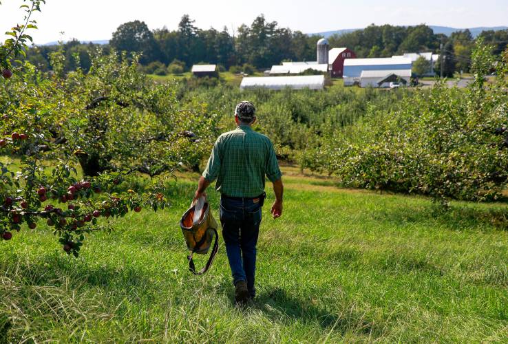 Owner Tom Bashista walks through Bashista Orchards in Southampton, where apple trees in the lower elevations suffered heavy damage and crop loss during a hard frost in May.