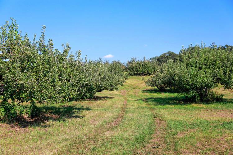 Apple trees in the lower elevations at Bashista Orchards in Southampton suffered heavy damage and crop loss by a hard frost in May, affecting the pick-your-own apples.