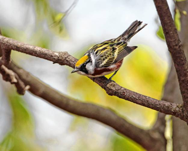 The chestnut-sided warbler, a species whose population thrives in early-successional forests, will be monitored through eBird at Guiney Memorial Forest in Royalston. 