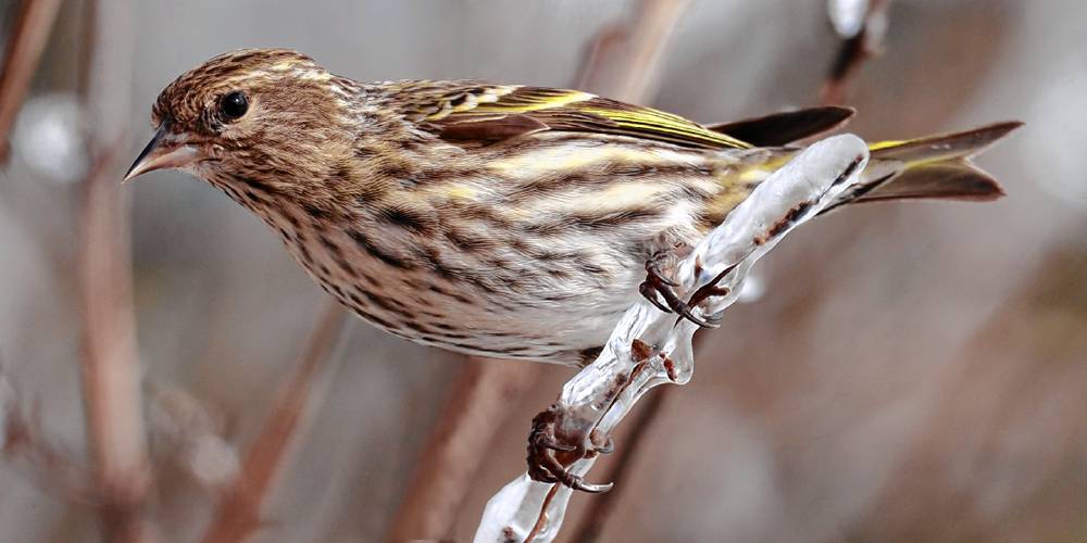 This pine siskin, hiding among the goldfinches at my feeders, turned out to represent species #38 on my March list, which shattered  the old record.