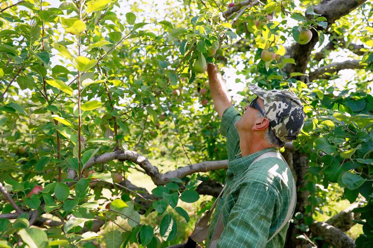 Owner Tom Bashista picks McIntosh apples in trees that were not as impacted by frost in the higher elevations at Bashista Orchards in Southampton.