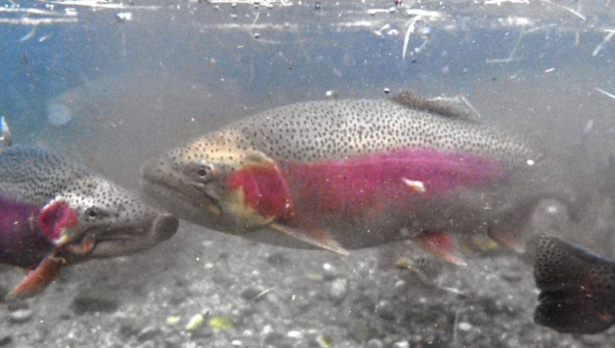 Mature rainbow trout at the Bitzer State Hatchery. Mature rainbow trout at the Bitzer State Hatchery.