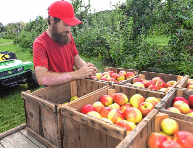 Matthew Miller with a load of Honey Crisp apples at Red Apple Farm in Phillipston. 