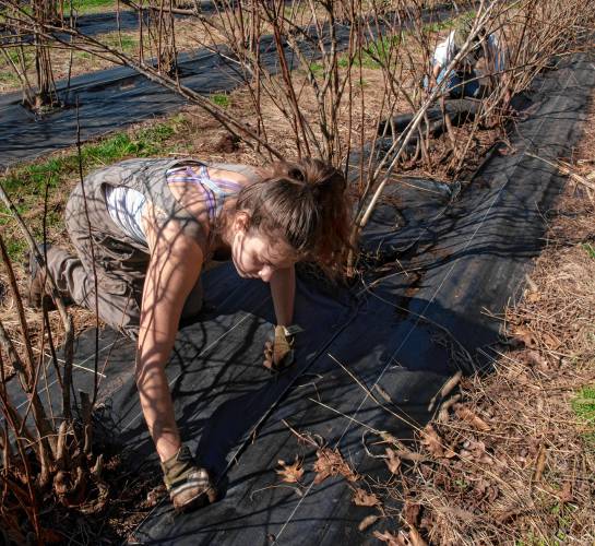 Megan Van Alphen and Ellie Xie, both in the apprenticeship program at Brookfield Farm in Amherst, weed and cover the blueberry bushes.
