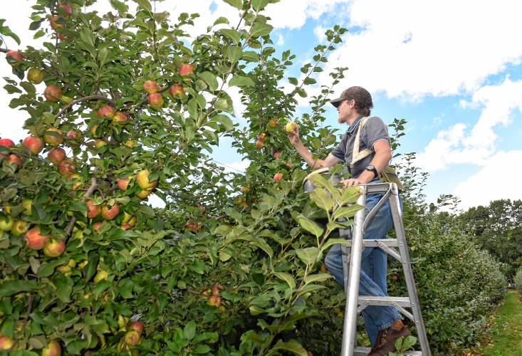 Caleb Miller picks Honey Crisp apples at Red Apple Farm in Phillipston. 