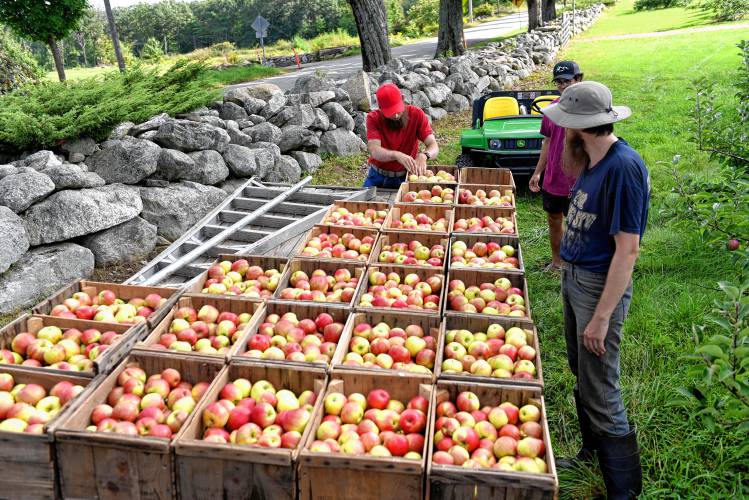 A trailer load of Honey Crisp apples at Red Apple Farm in Phillipston. 
