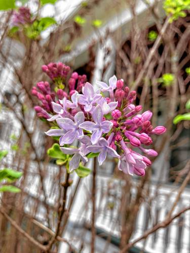 The lilac bush outside the Orange Historical Society—thought to be dead—recently surprised members when it bloomed once more. 