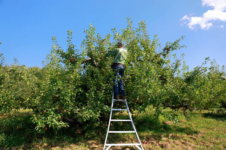 The pick-your-own orchard at Bashista Orchards is about a 90% loss, says owner Tom Bashista, seen picking apples. Bashista also lost most of his stone fruit to a February freeze before losing his cherries to the May frost. 