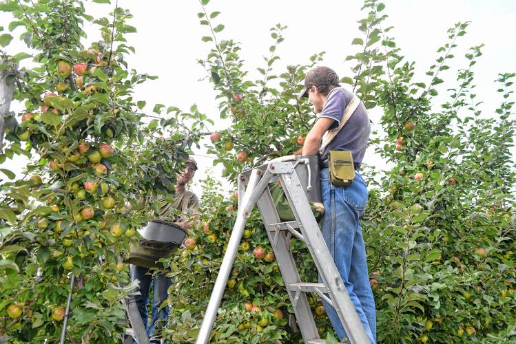 Christopher Miller and his brother, Caleb, Miller pick Honey Crisp apples at Red Apple Farm in Phillipston. 