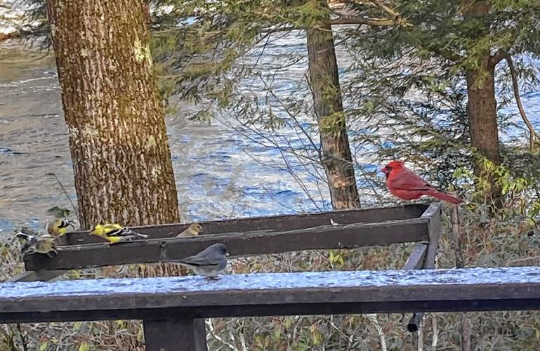 A cardinal, several goldfinches, and a junco at our bird feeder.